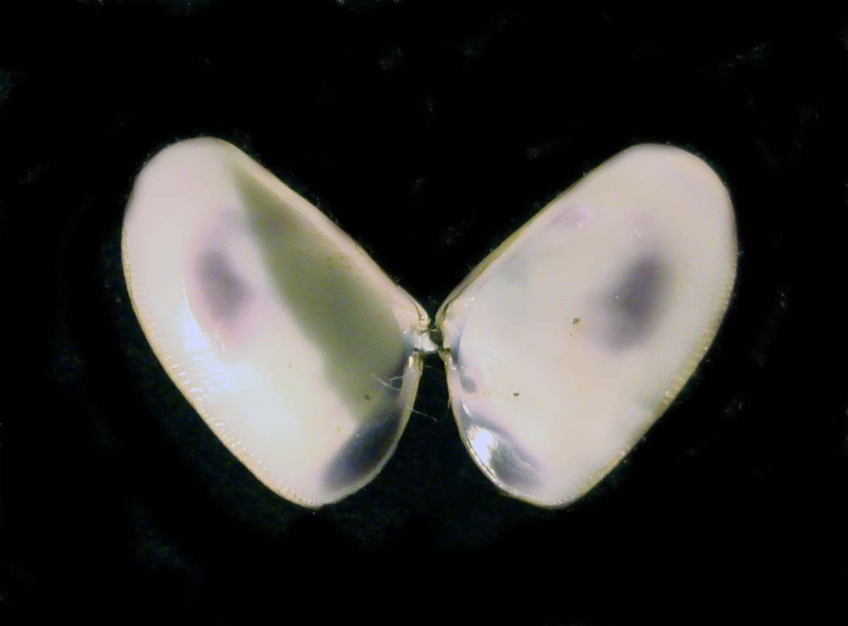 Donacidae